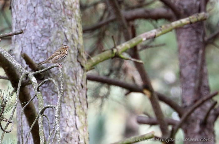 Olive-backed Pipit