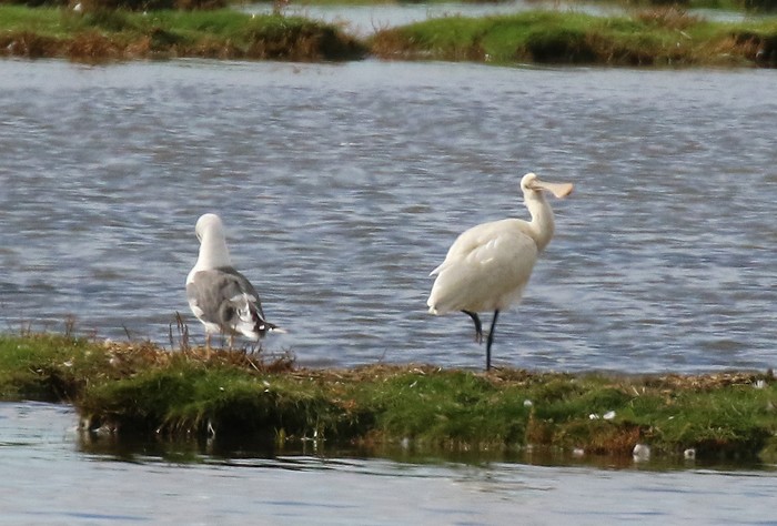 Spoonbill