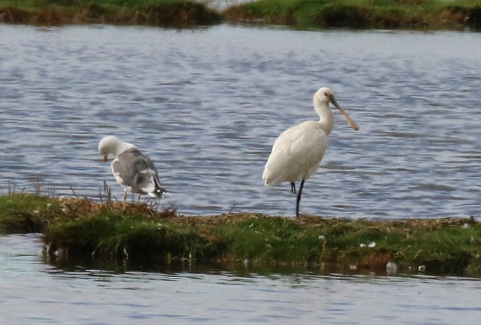 Spoonbill