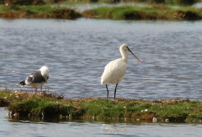 Spoonbill