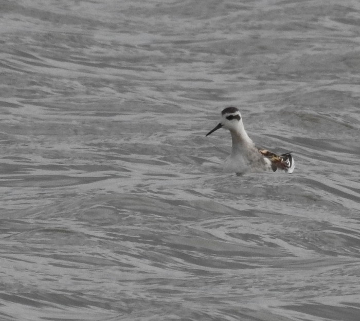 Red-necked Phalarope