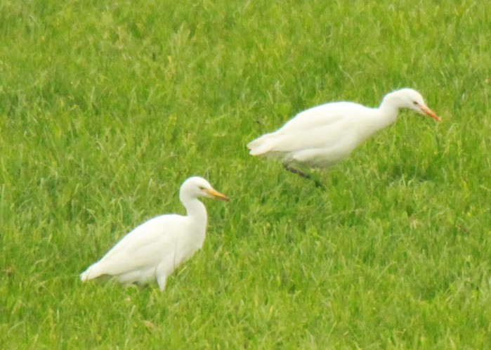 Cattle Egret