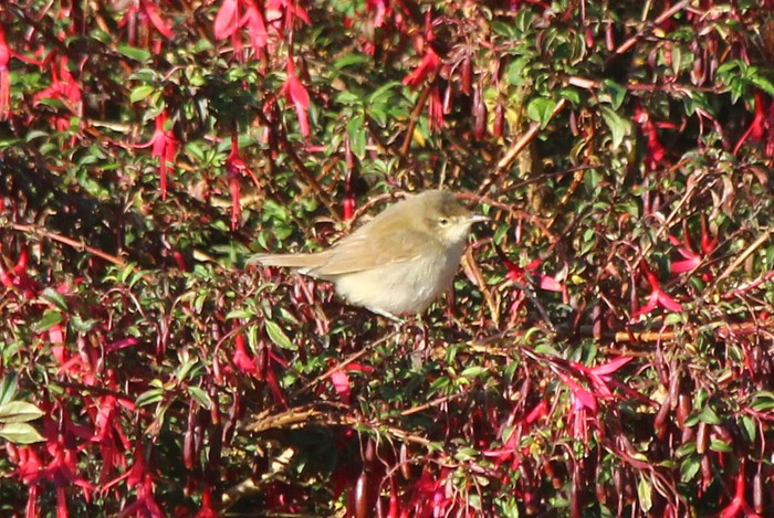 Blyth's Reed Warbler