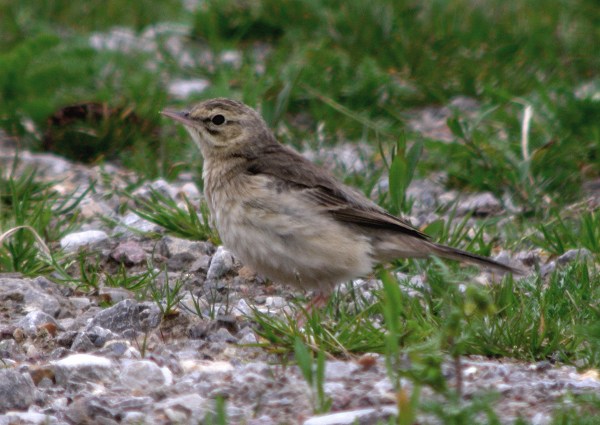 Tawny Pipit