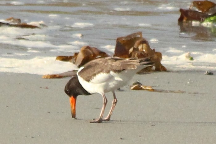 Siberian Oystercatcher