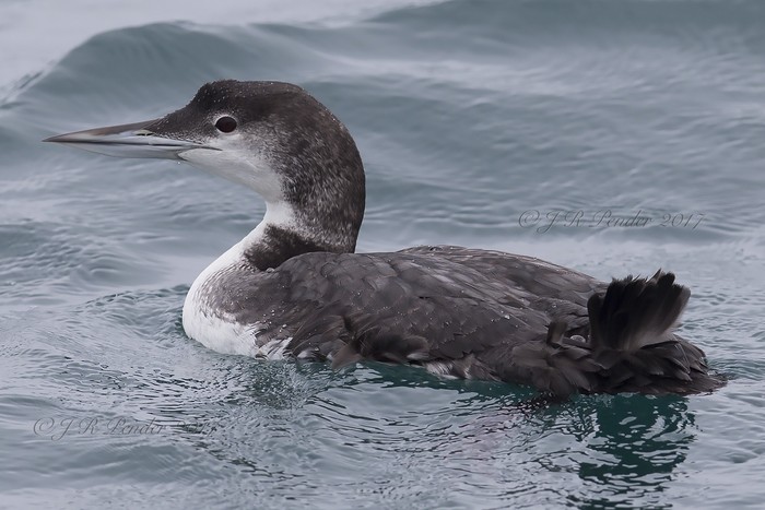 Great Northern Diver
