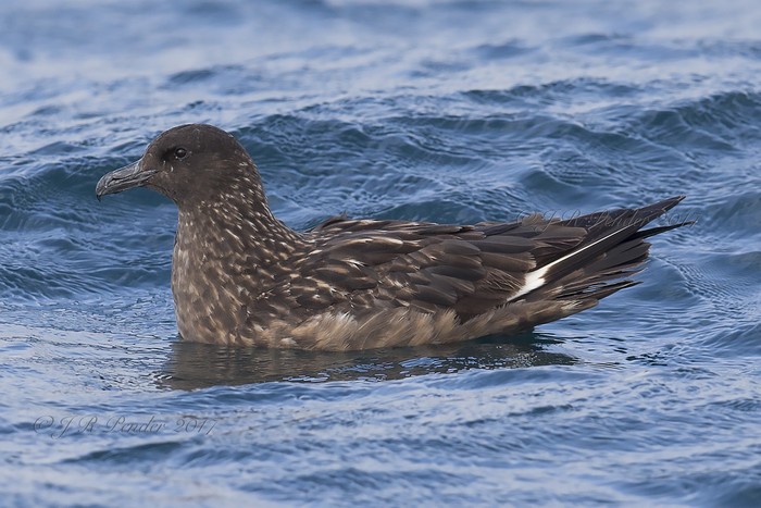 Great Skua
