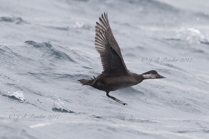 Common Scoter
