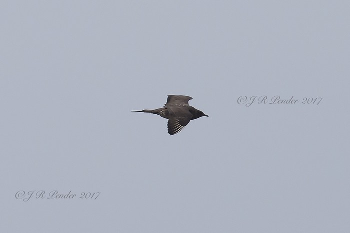 Arctic Skua