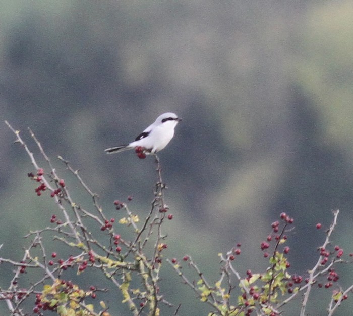 Great Grey Shrike