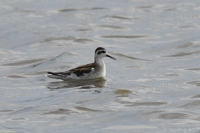 Red-necked Phalarope