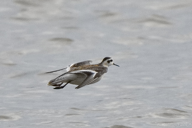 Red-necked Phalarope