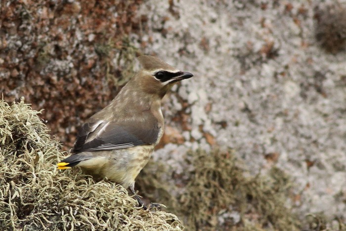 Cedar Waxwing