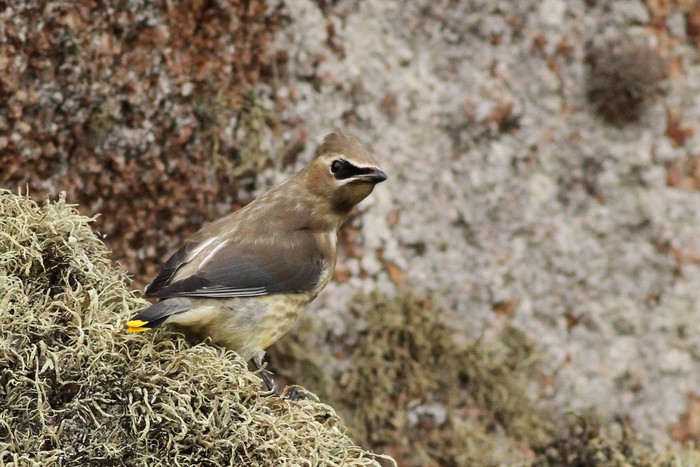 Cedar Waxwing