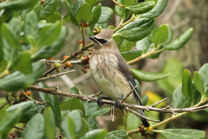 Cedar Waxwing