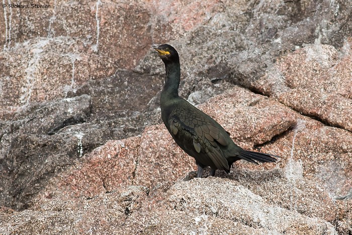 Shag