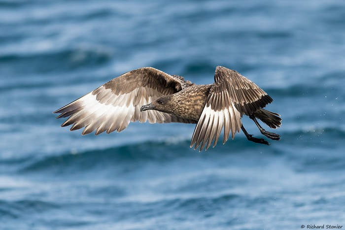 Great Skua
