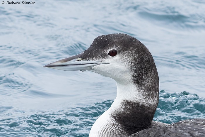 Great Northern Diver