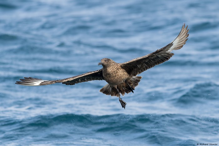 Great Skua