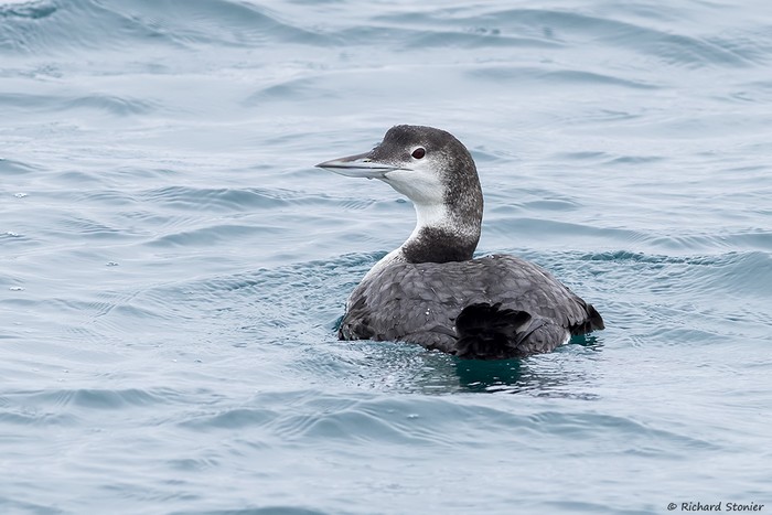 Great Northern Diver