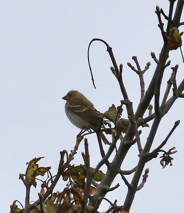 Common Rosefinch