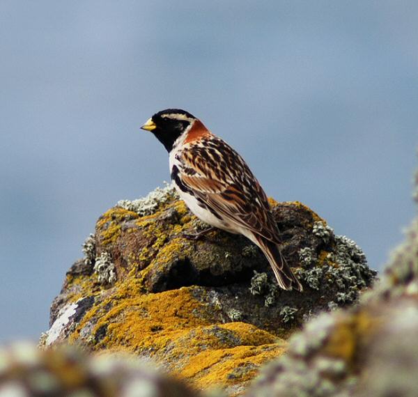 Lapland Bunting