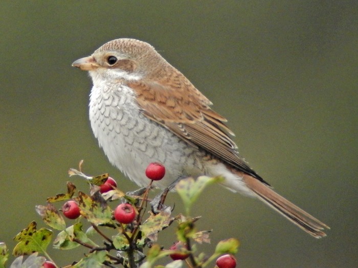 Red-backed Shrike