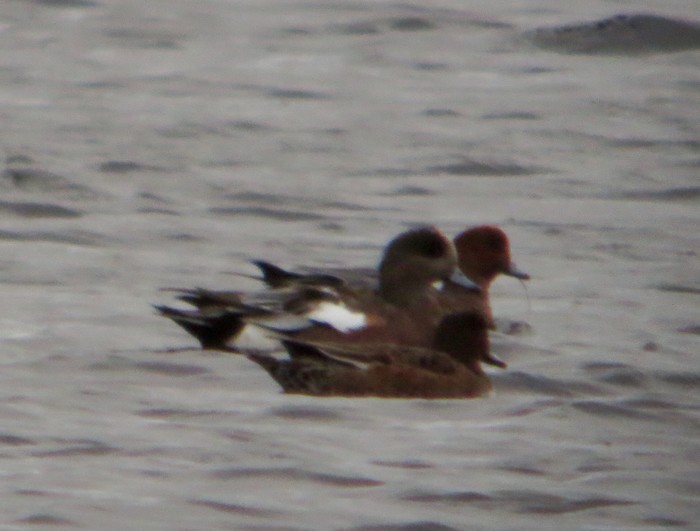 American Wigeon