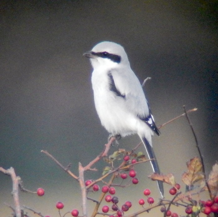 Great Grey Shrike