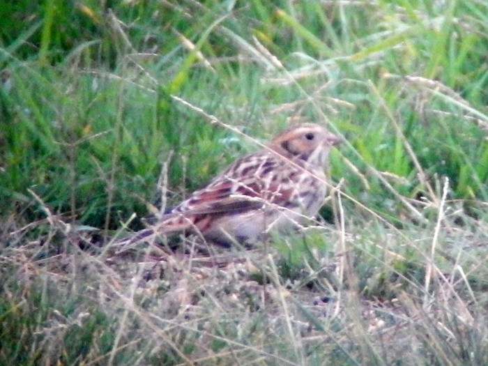 Lapland Bunting