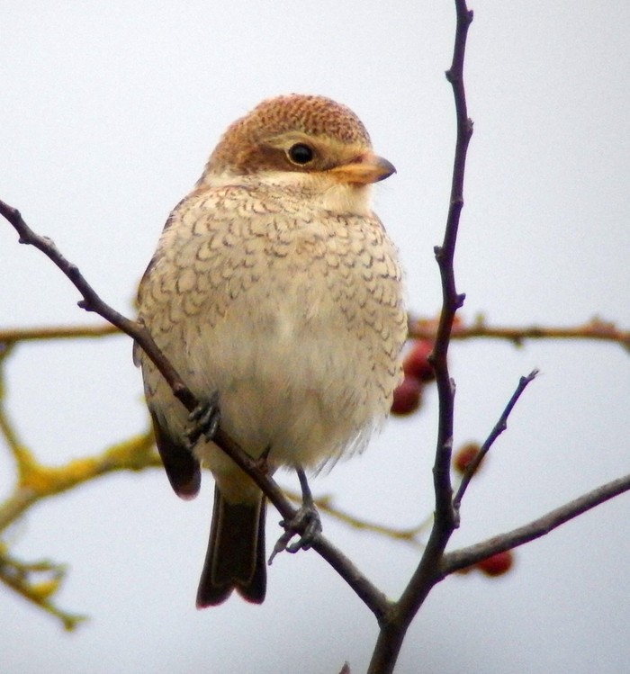 Red-backed Shrike