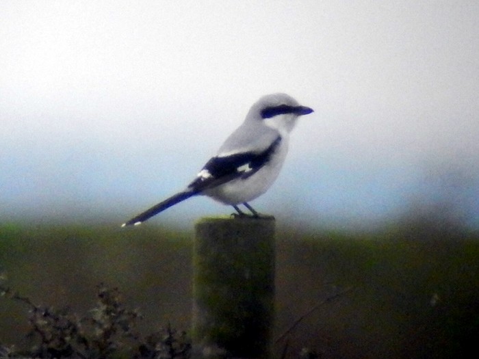 Great Grey Shrike