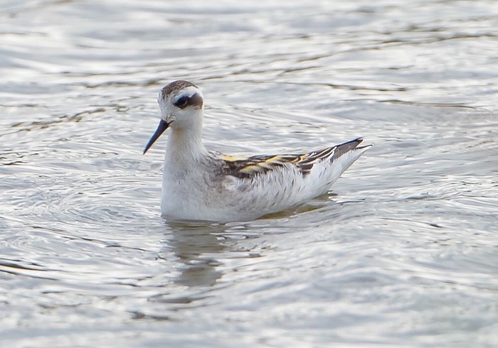 Red-necked Phalarope