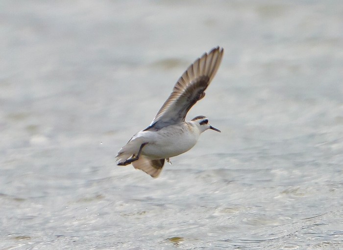 Red-necked Phalarope