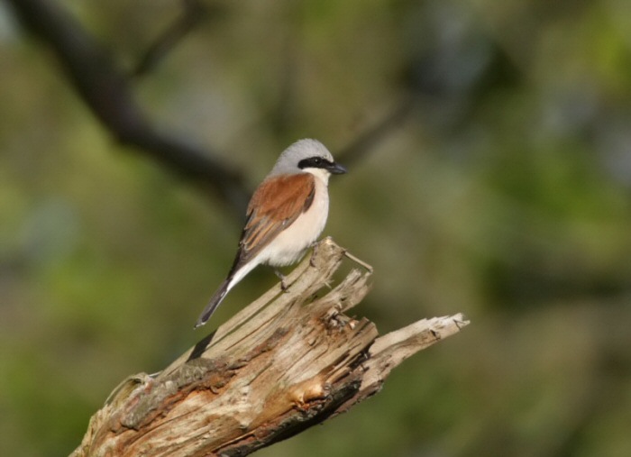 Red-backed Shrike