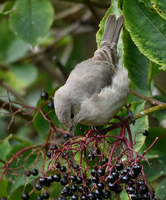 Barred Warbler