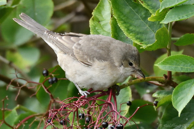 Barred Warbler