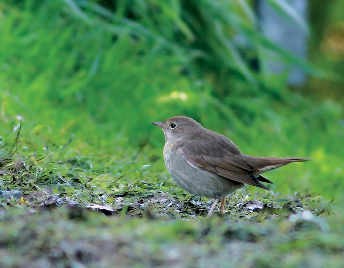 Thrush Nightingale