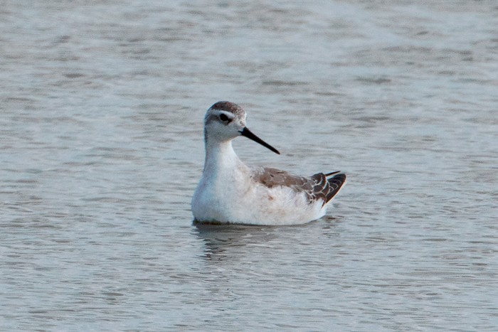 Wilson's Phalarope