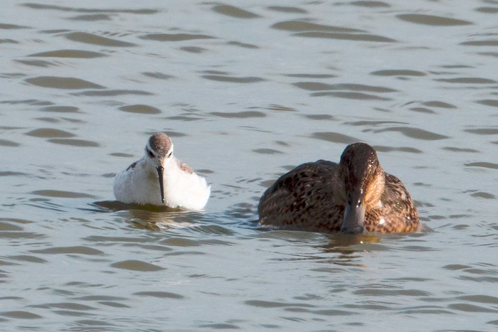 Wilson's Phalarope