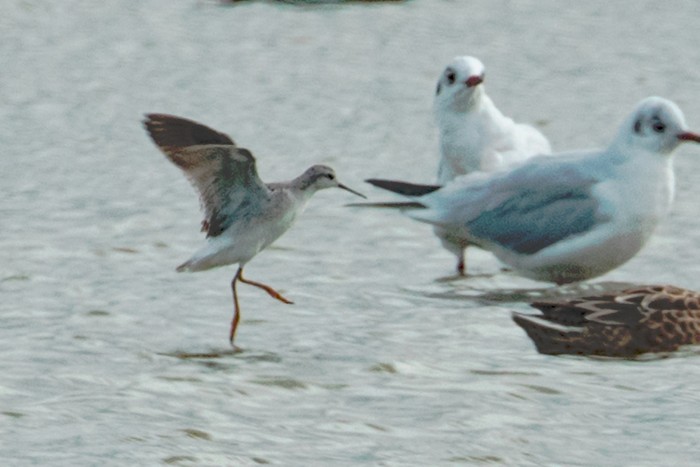 Wilson's Phalarope