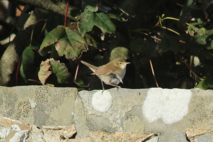 Blyth's Reed Warbler