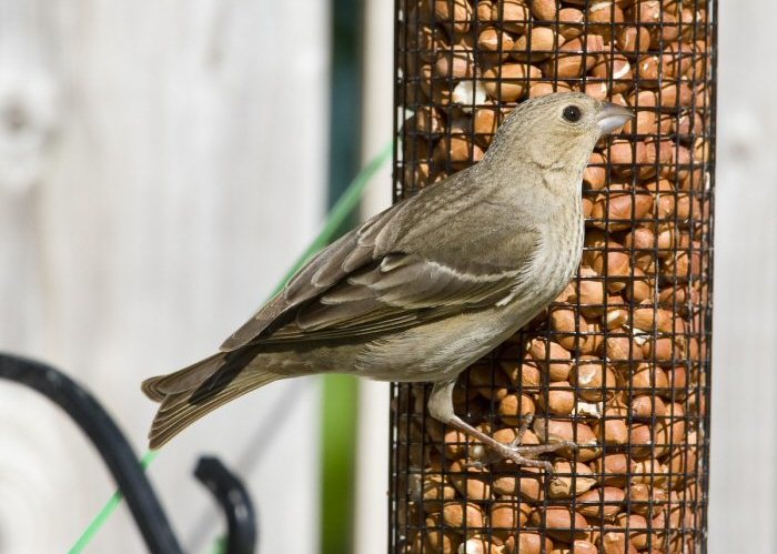 Common Rosefinch