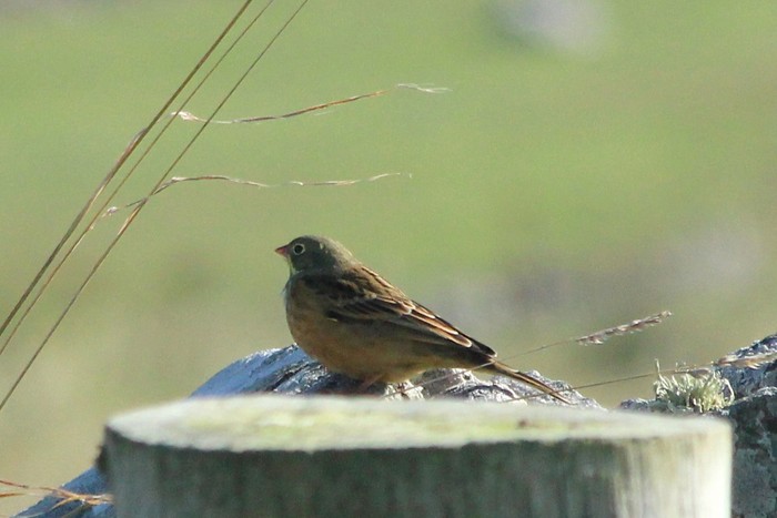 Ortolan Bunting