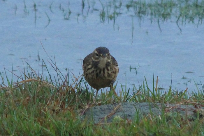 American Buff-bellied Pipit