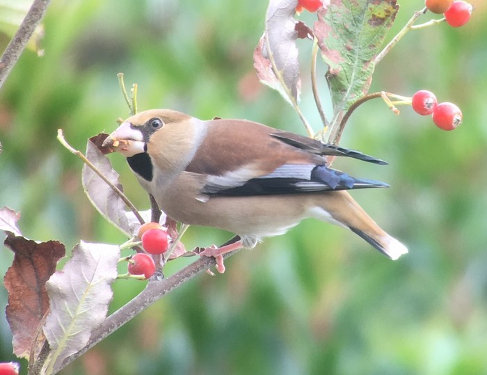 Hawfinch