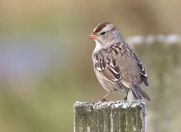 White-crowned Sparrow