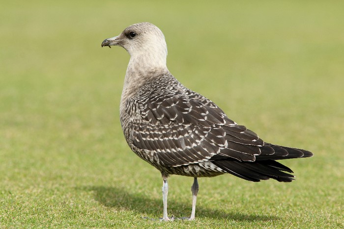 Long-tailed Skua