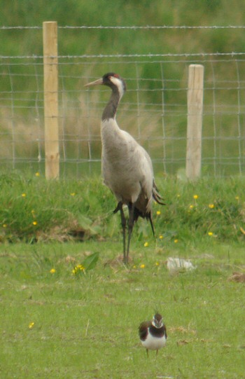 Common Crane
