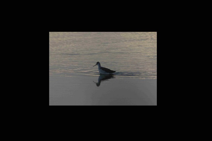 Wilson's Phalarope